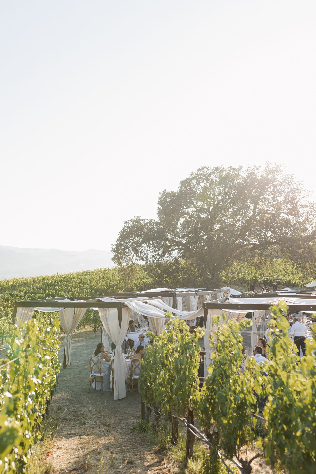 Sophisticated, vineyard wedding reception dinner featuring neutral tones overlooking a vineyard in Santa Ynez. Santa Barbara wedding photographer.