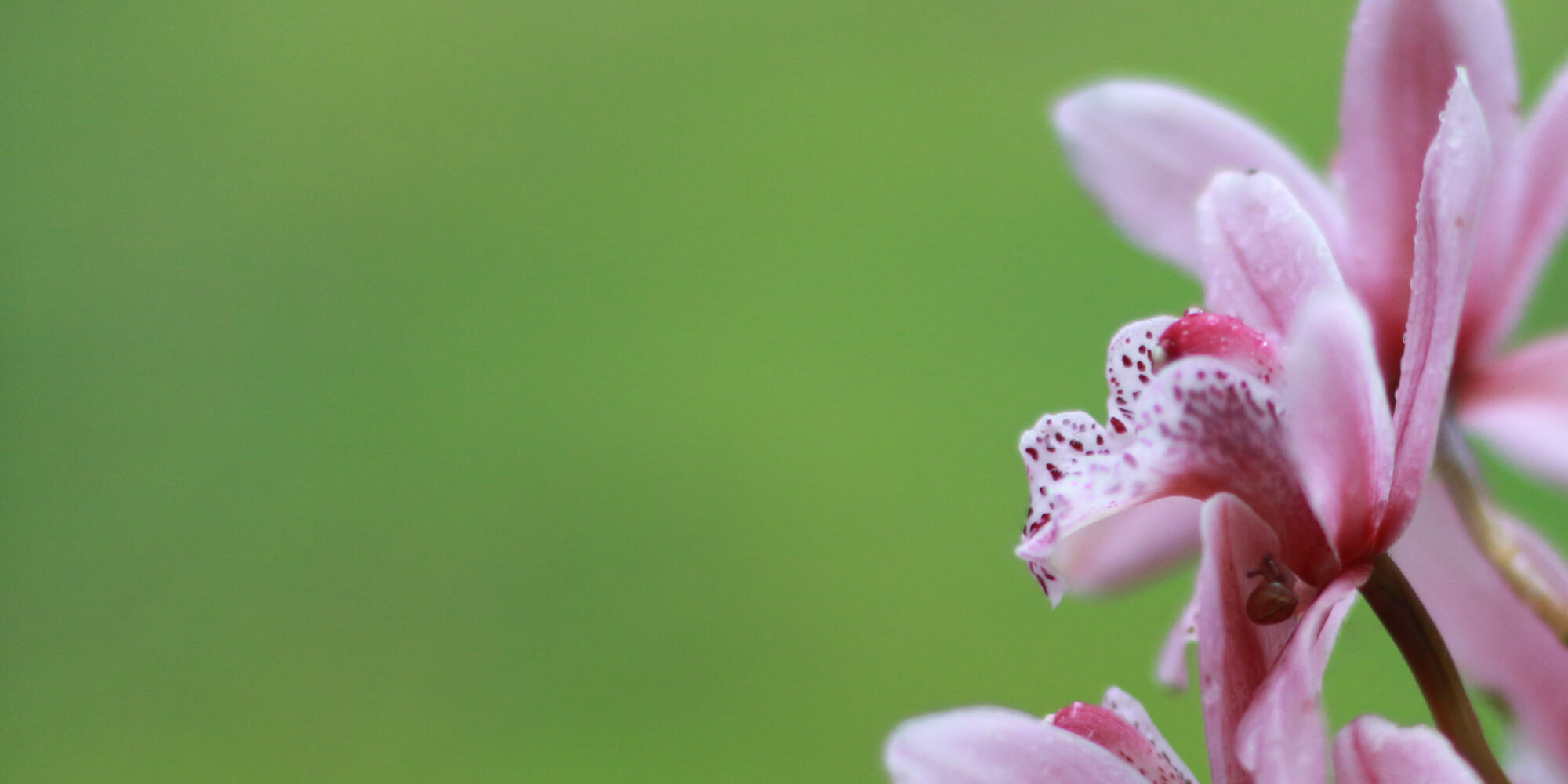 A pink Boat Orchid flower on a green background with a small snail in the petals
