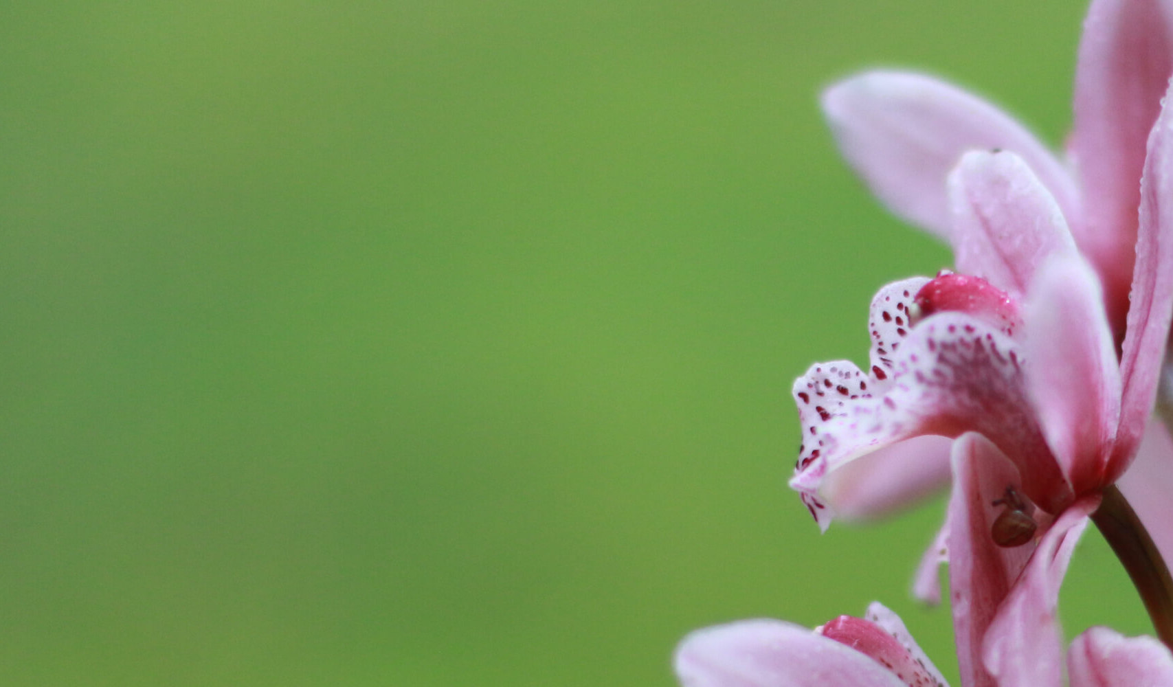 A pink Boat Orchid flower on a green background with a small snail in the petals
