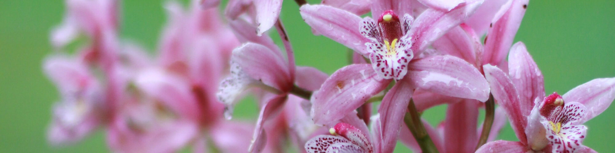 A cut off image of Pink Boat Orchids, in focus on the right of the image and out of focus on the left, with a bright green background