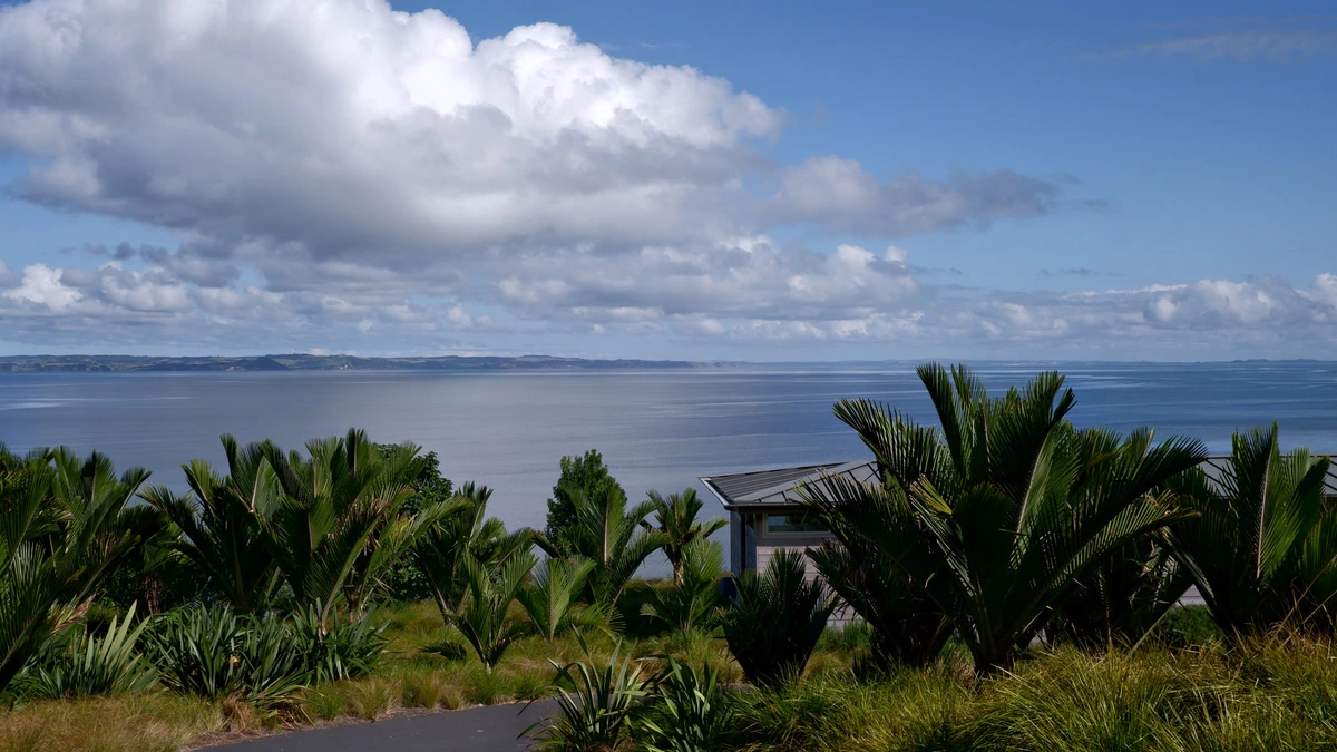 Swallow Point House: nīkau and coastal planting above the Kaipara Harbour