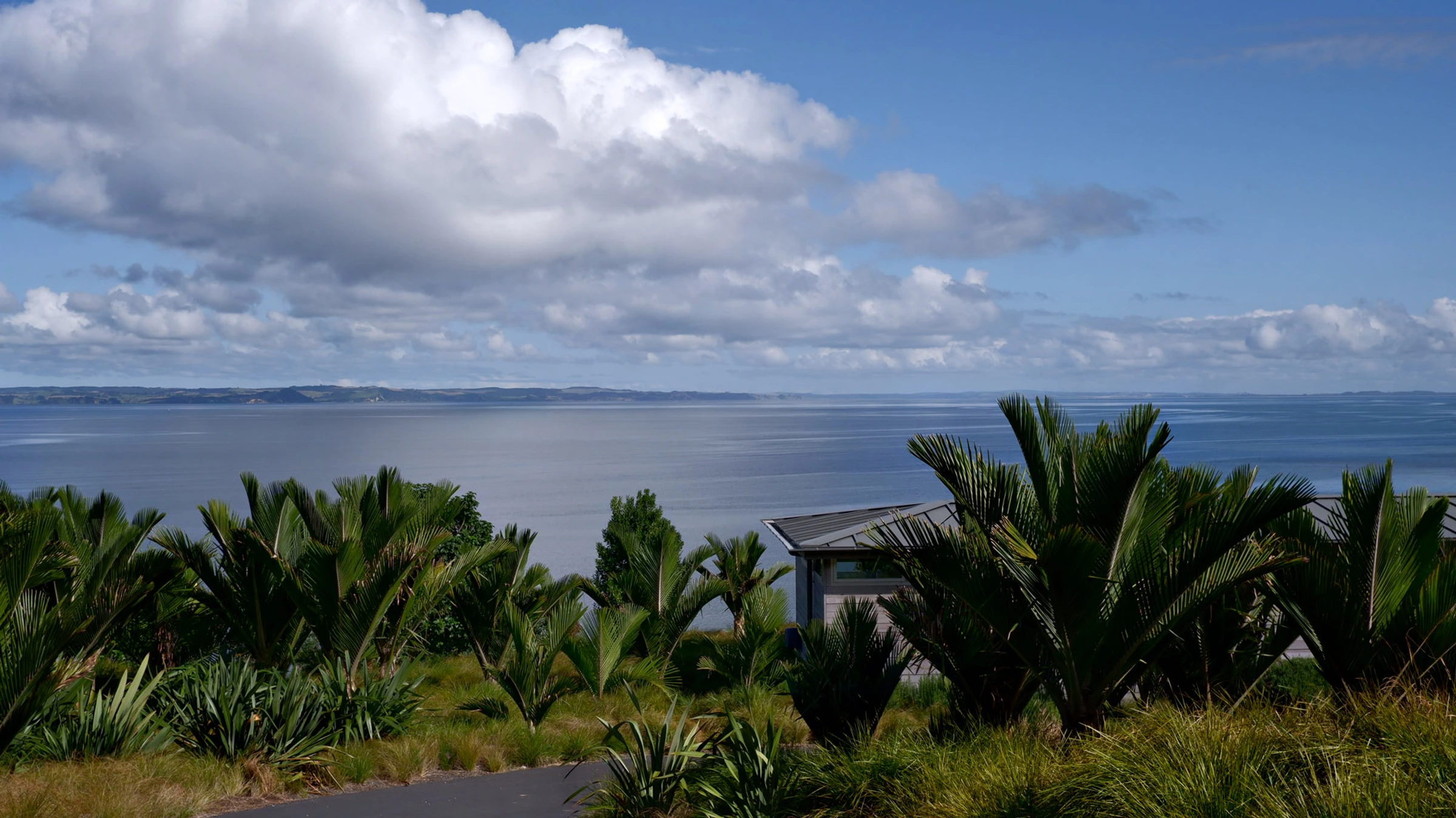 Swallow Point House: nīkau and coastal planting above the Kaipara Harbour