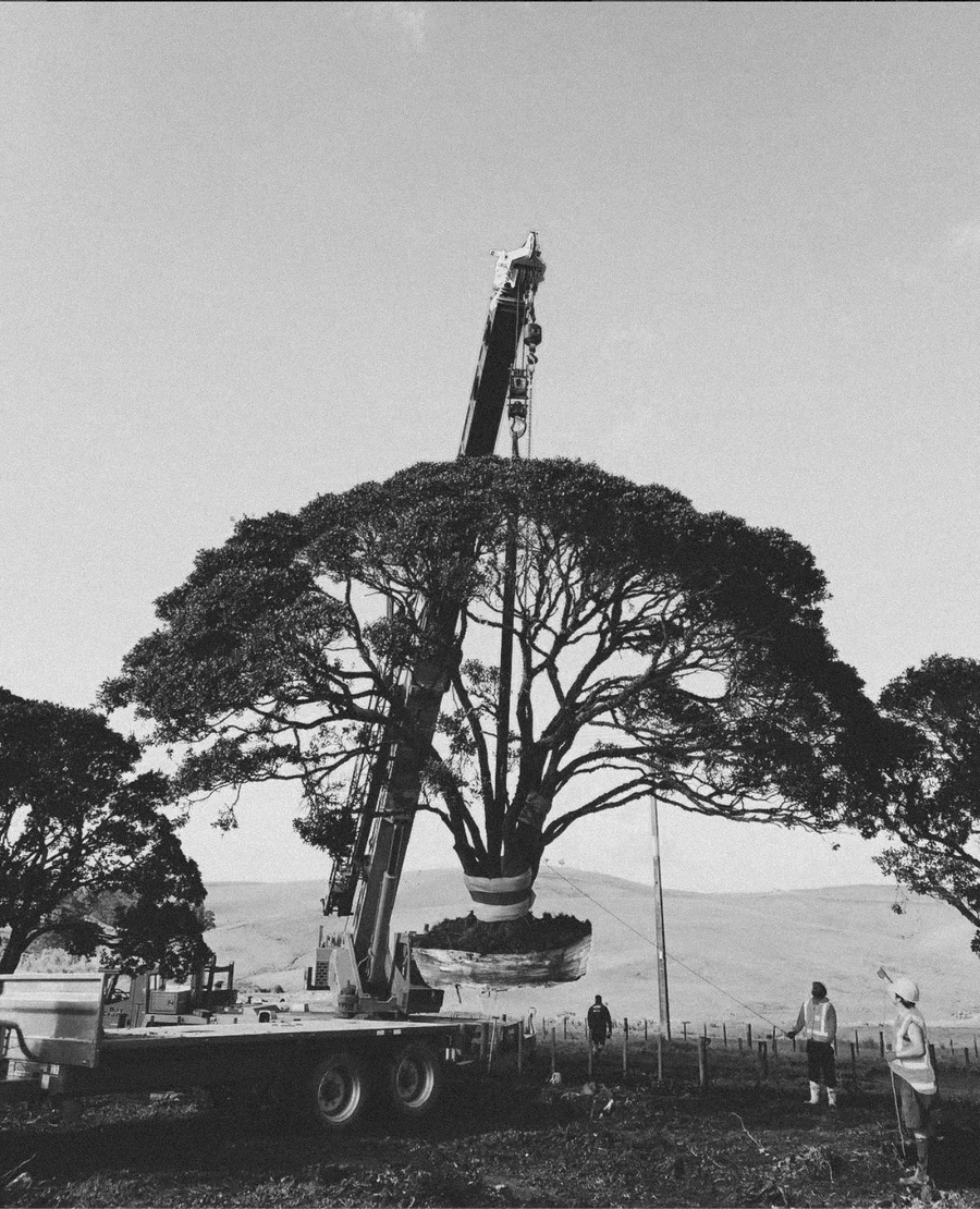 A mature pÅhutukawa on a transporter, waiting to be craned into place on a rural site