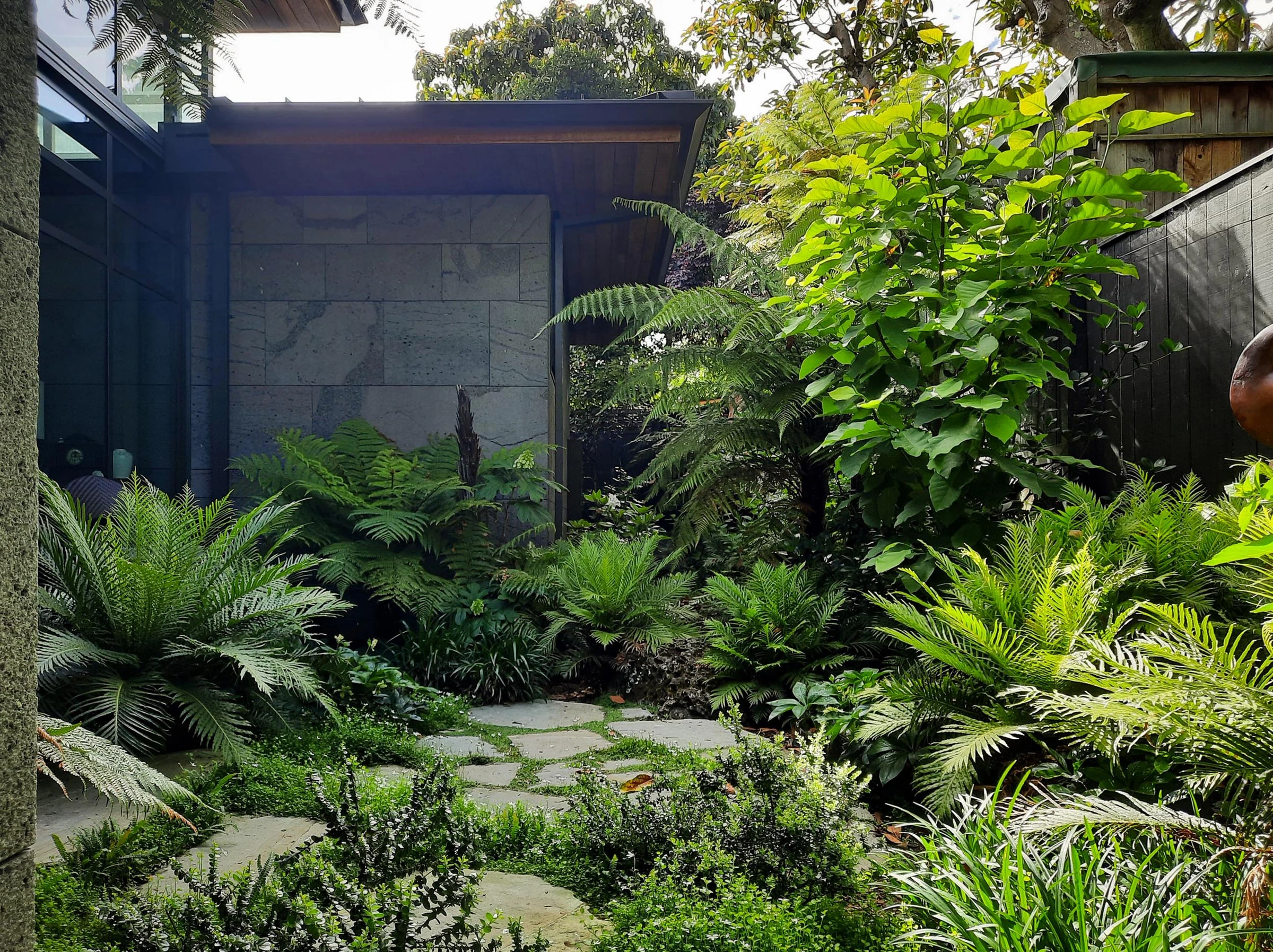 Volcano House, Devonport: a glazed living pavilion across a courtyard planted with mamaku and nīkau