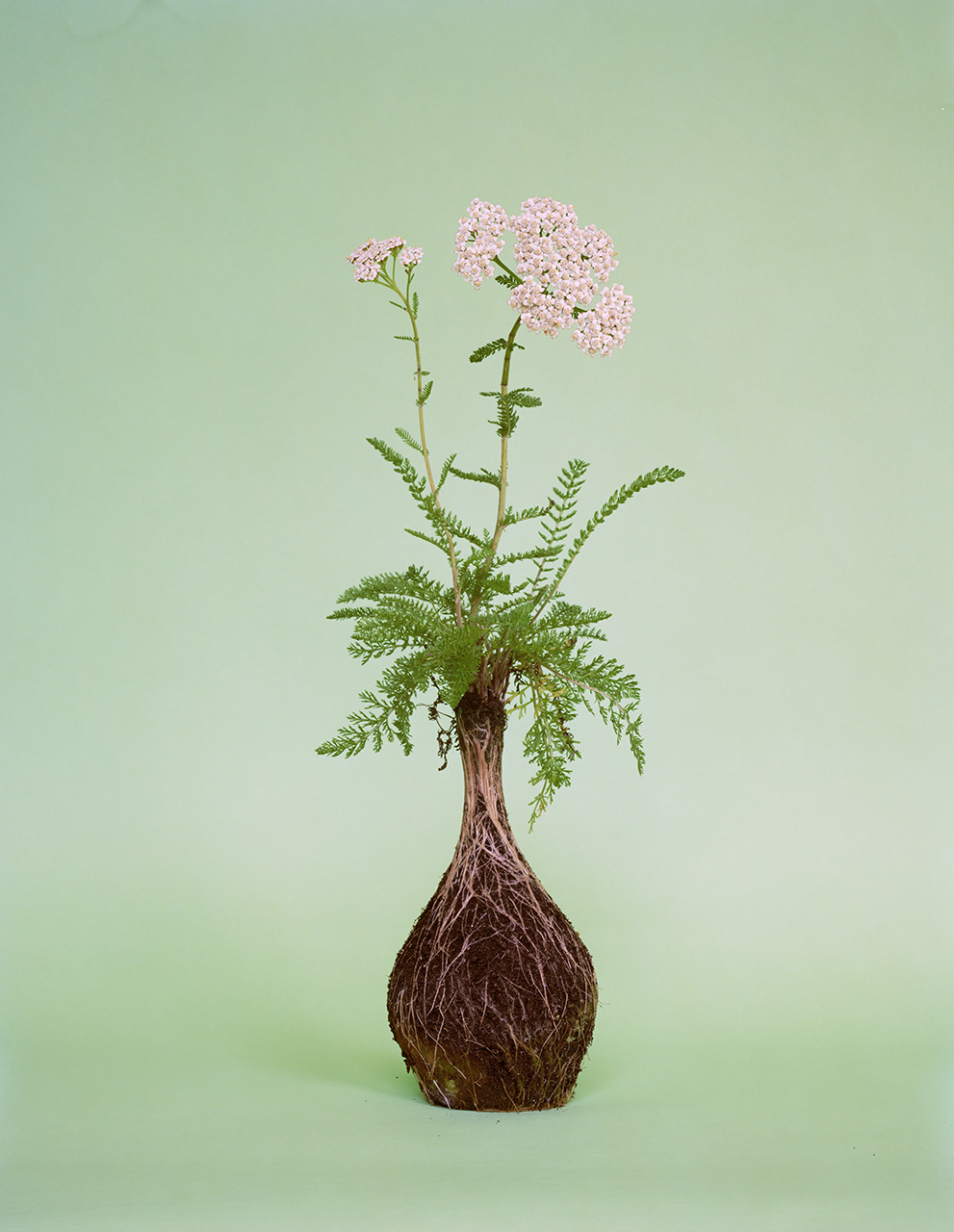 Nurture Studies by Diana Scherer - IGNANT