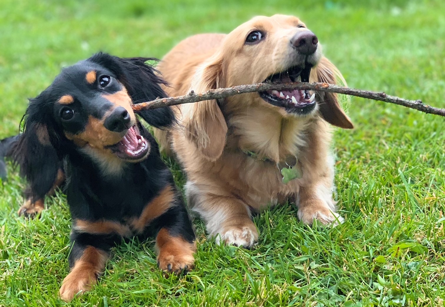 Long fashion haired mini dachshund puppies for near me