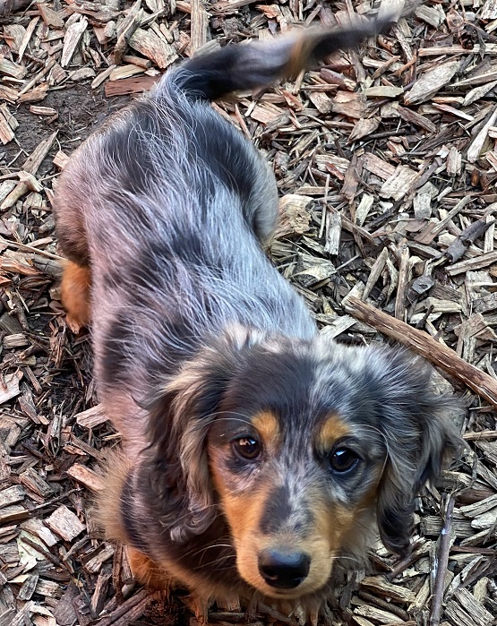mini long haired dapple dachshund