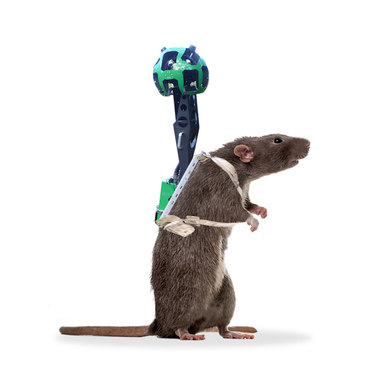 Sebastian Jung β Artist β Google Rat