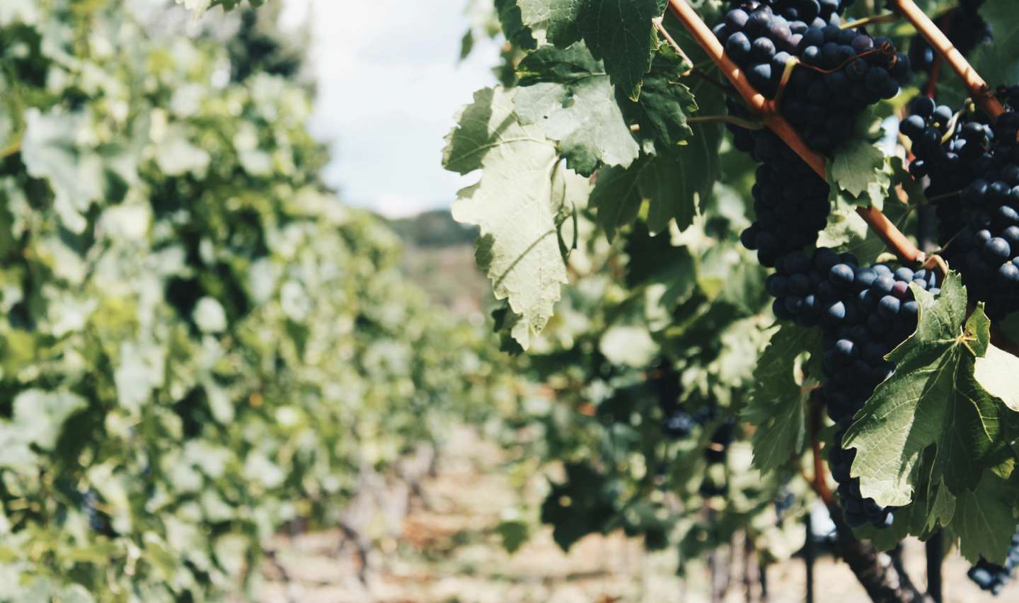 &quot;Primer plano de hojas de parra verdes y racimos de uvas oscuras en una viña, con un fondo desenfocado de más plantas en un viñedo&quot;.