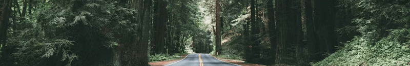 forest image