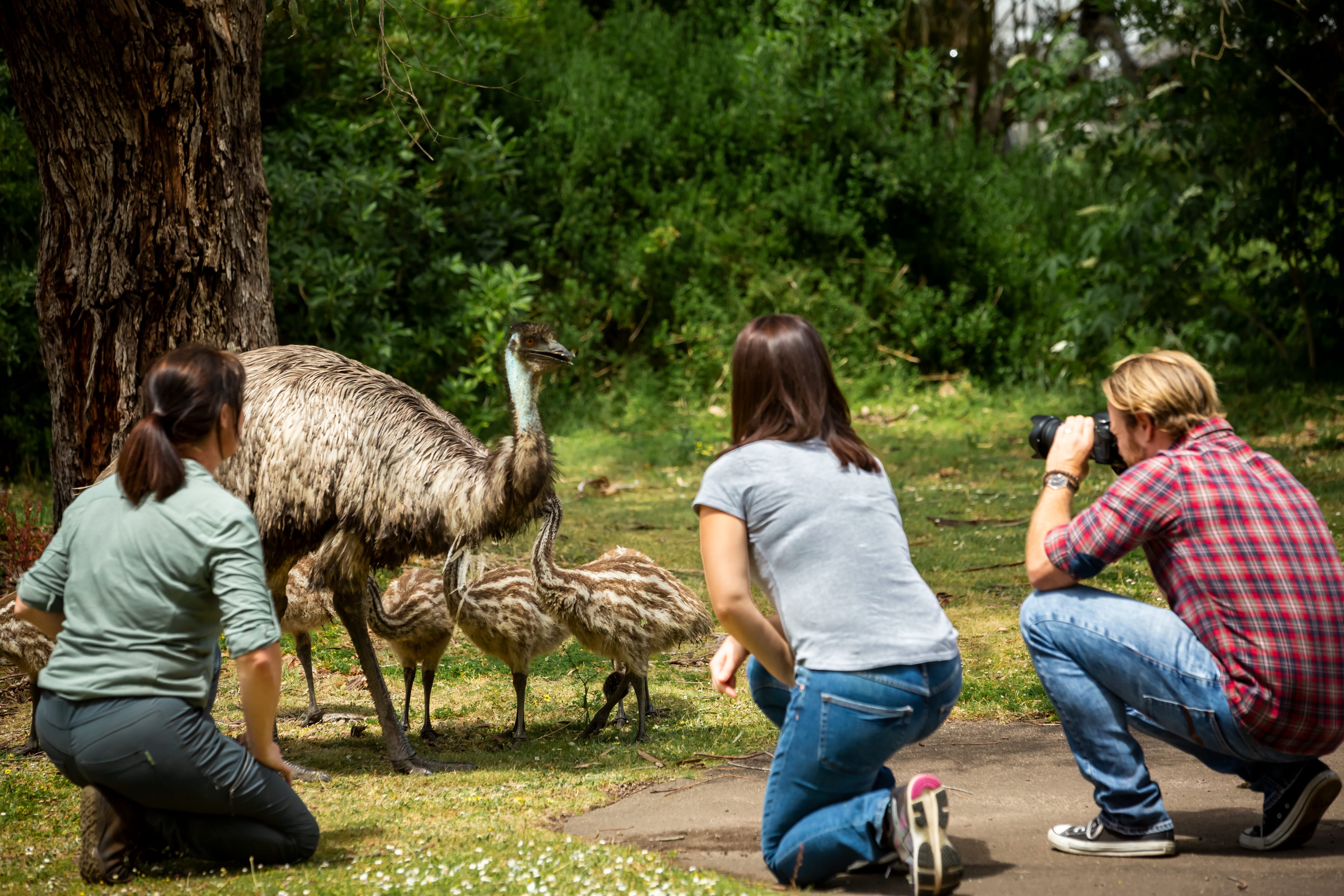 DAE STORY BANK 2026 — Guide to emu in Aboriginal Cultures