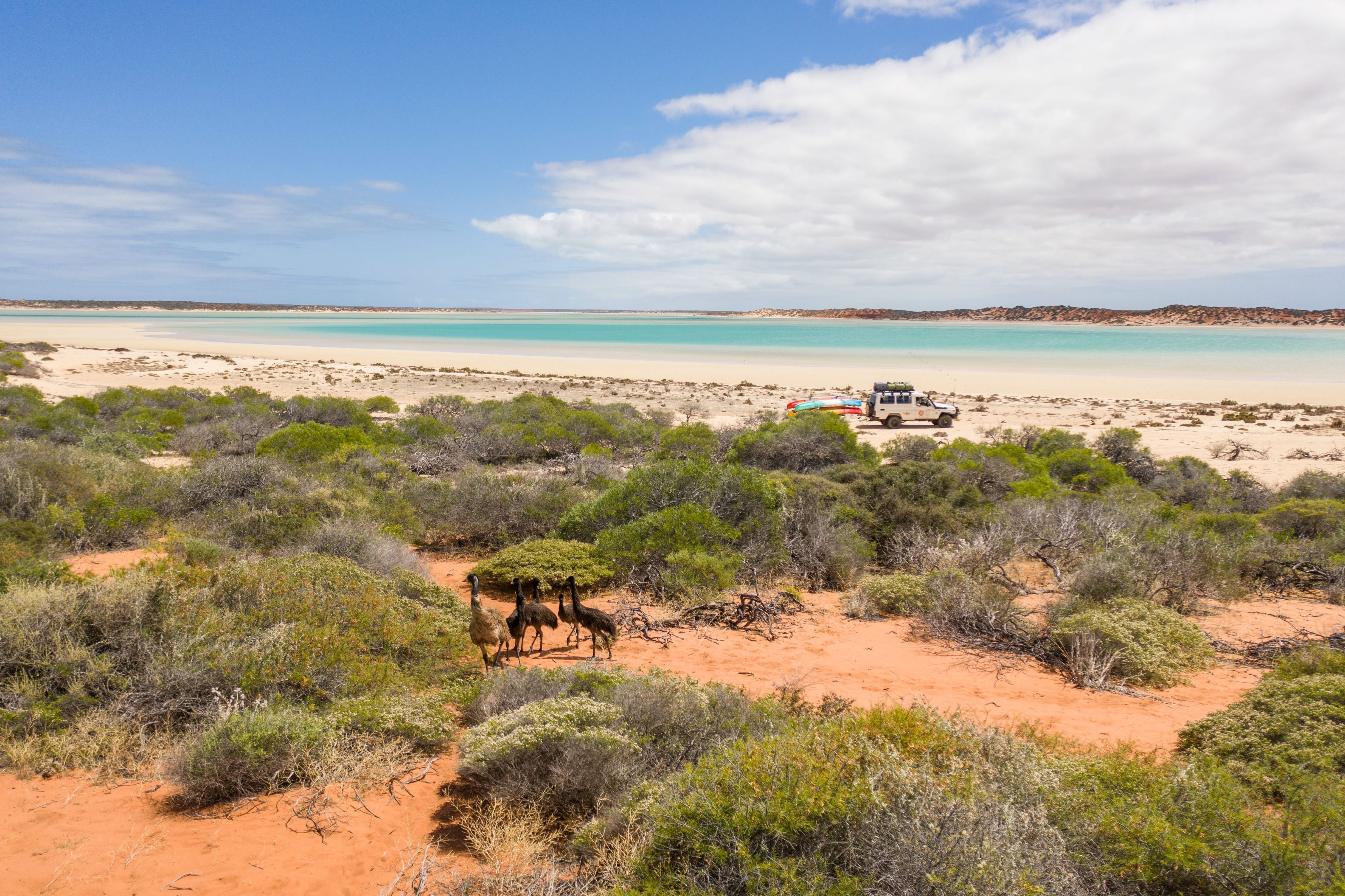 DAE STORY BANK 2026 — Guide to emu in Aboriginal Cultures