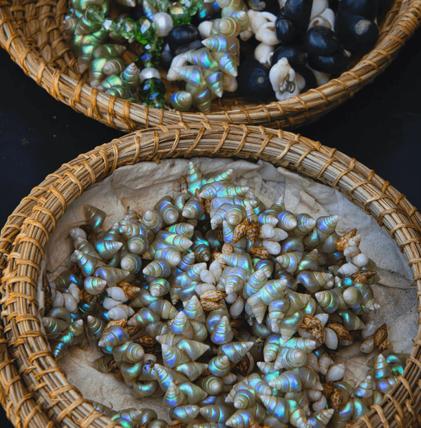 Traditional Shells DAE STORY BANK 2026 — Guide to Aboriginal shellwork