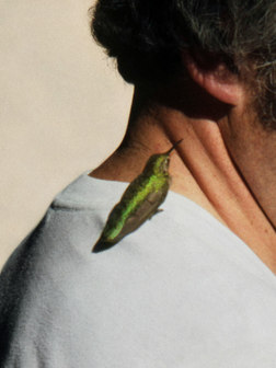 A hummingbird sitting and whispering on the shoulder of a man