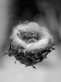 A floating hummingbird nest with two bird skeletons resting inside