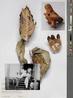 A collage of archive images depicting different elements of the Boruca cosmology and culture